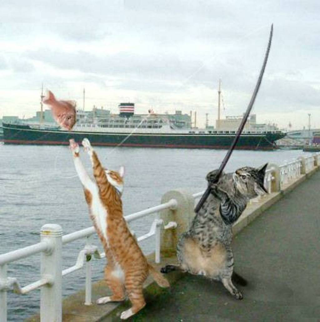 funny-cat-fishing…i-want-to-sh-4494.jpg