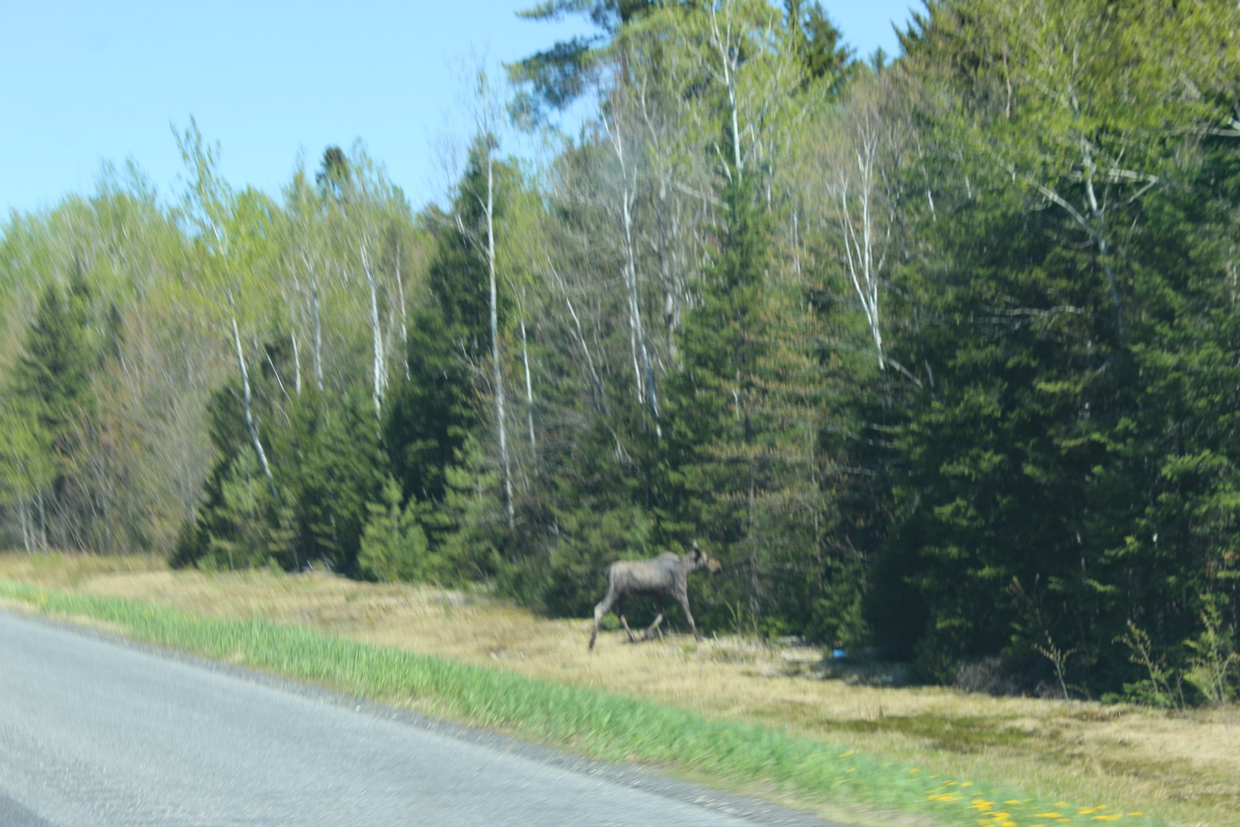 IMG_4165 ~ moose in Maine.JPG