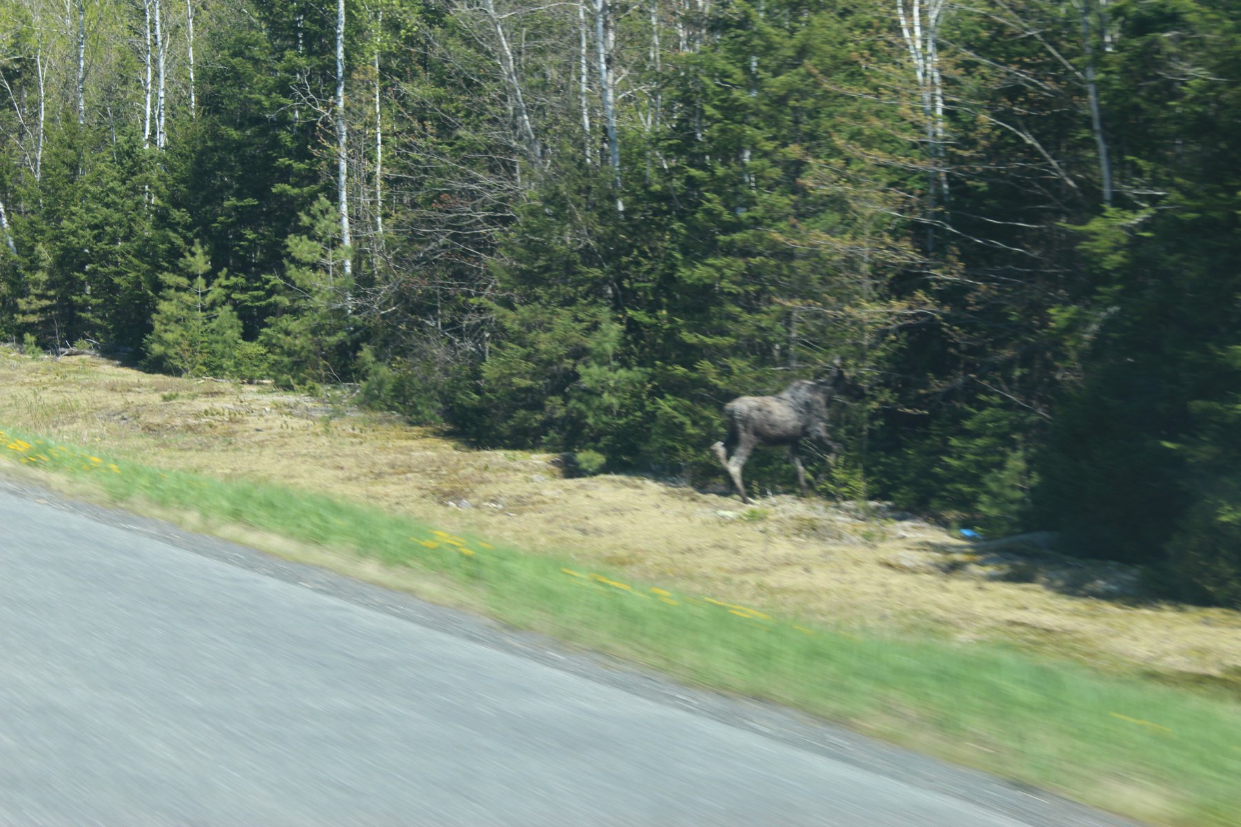 IMG_4166 ~  moose in Maine going into woods.JPG