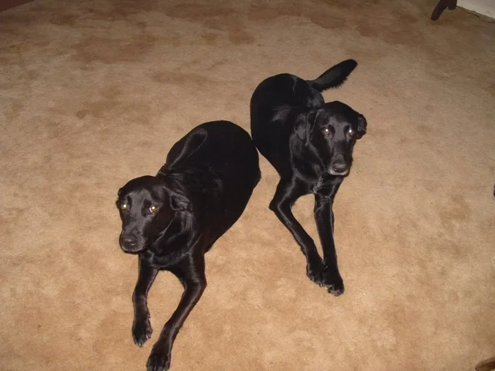 Missy & Shadow.webp