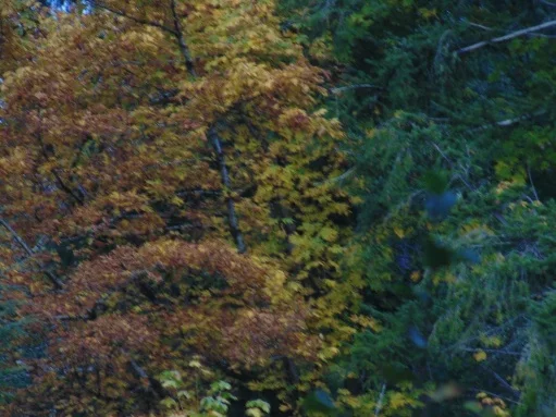 DSC00437.webp