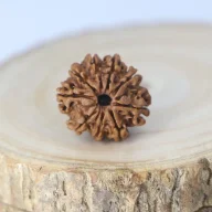 9MukhiRudraksha